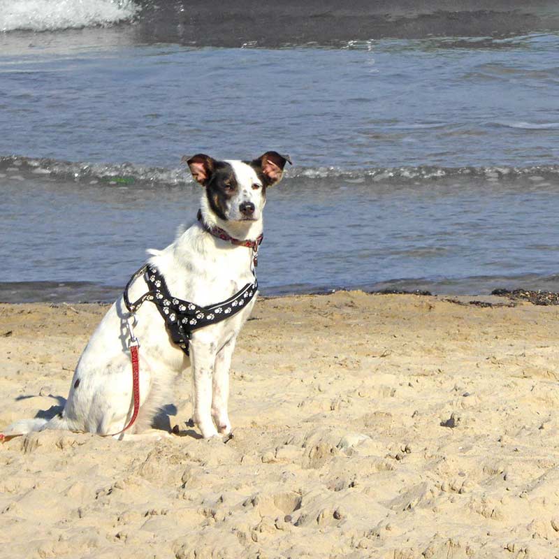 Hundeurlaub auf Dranske Bakenberg