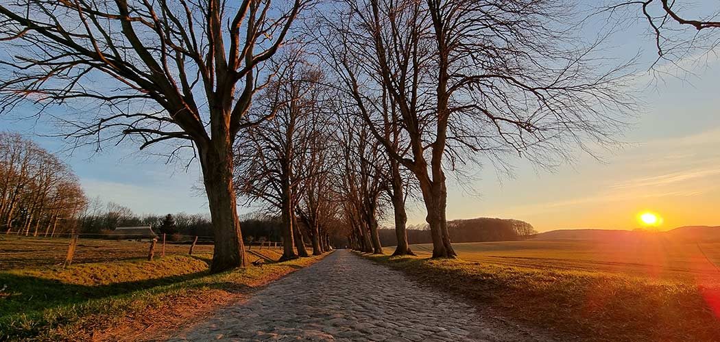 Eine Allee bei Lohme