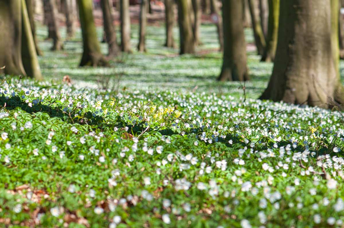 Frühling auf Rügen - das Blütenmeer aus Buschwindröschen