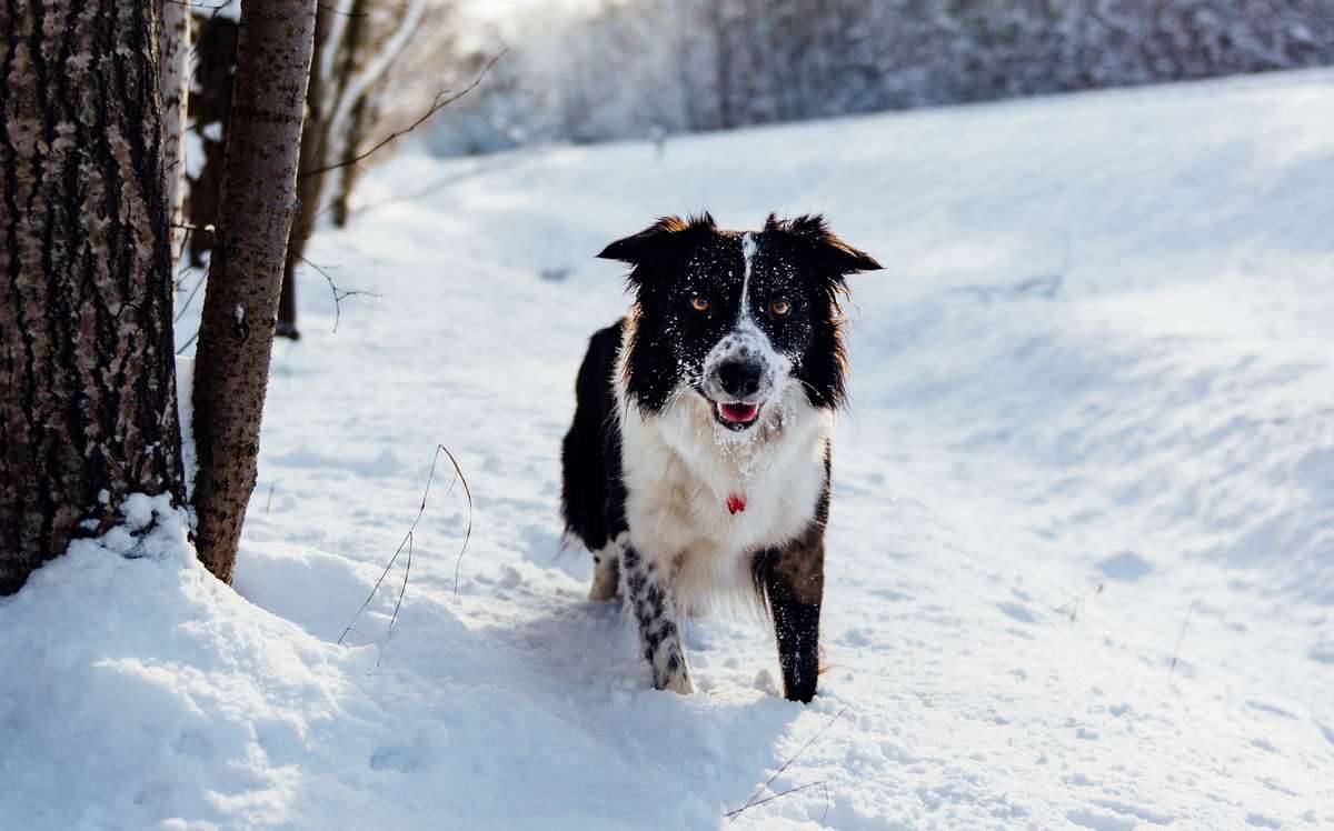 Rügen im Winter mit Hund