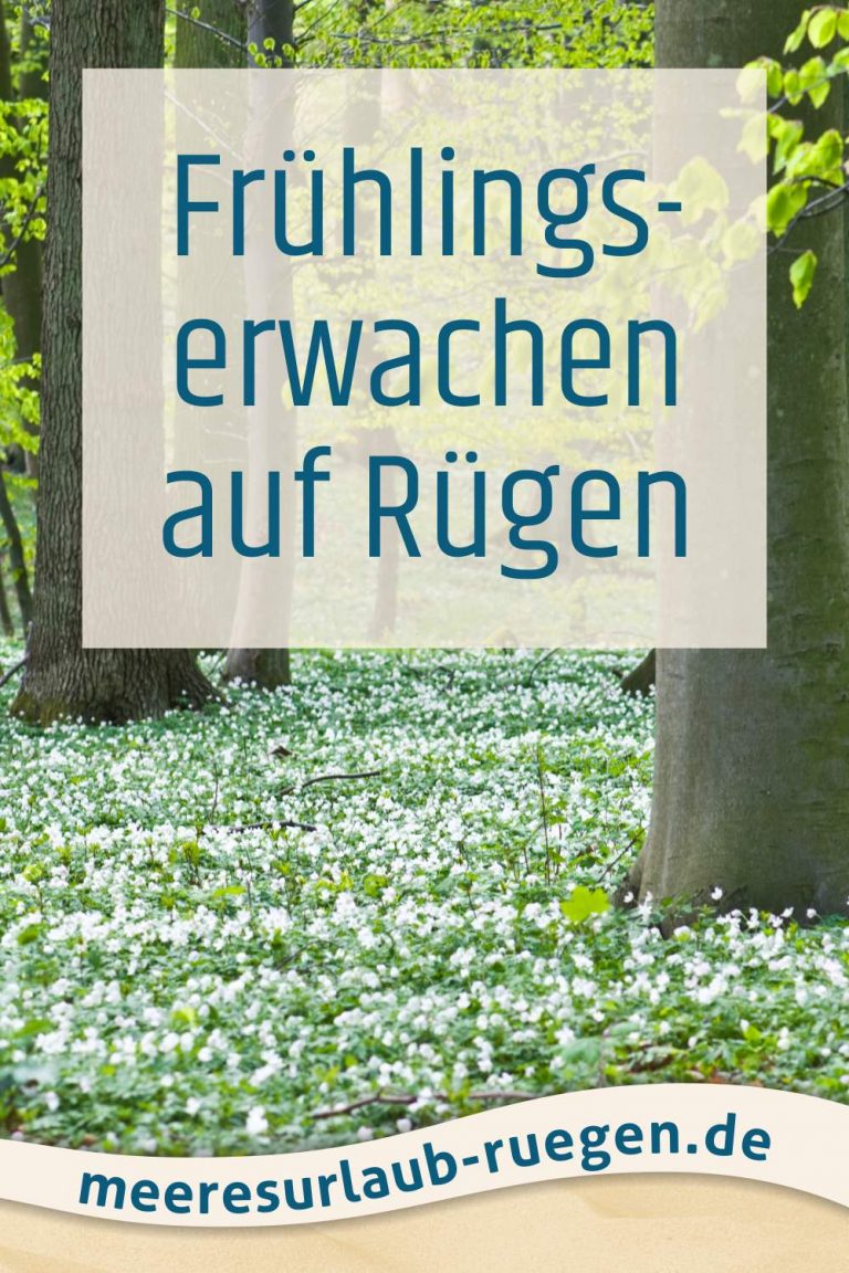 Frühlingserwachen auf Rügen