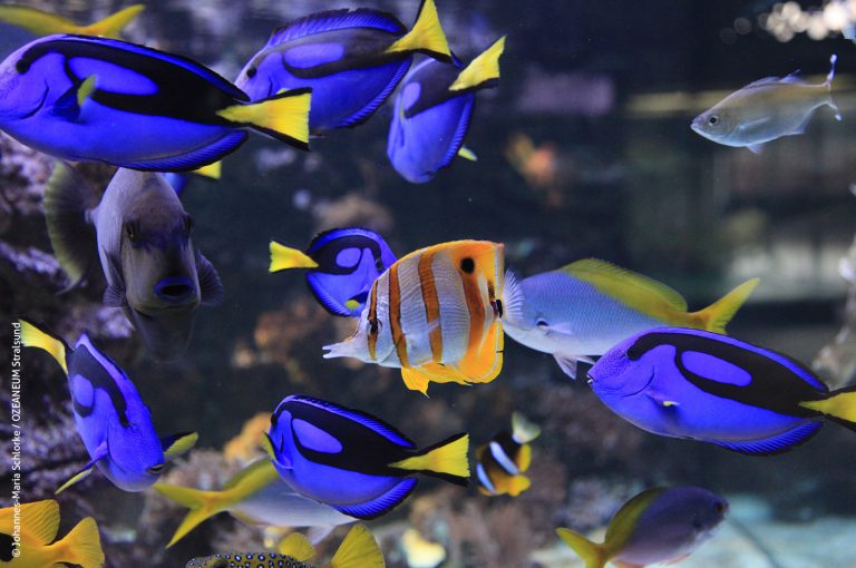Bunte Tropenfische bevölkern die Aquarien im Meeresmuseum Stralusnd.