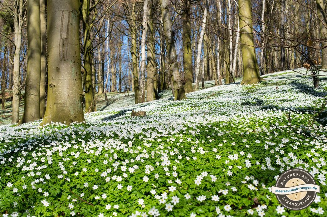 Die Anemonen blühen im Frühjahr in den Wäldern auf Rügen