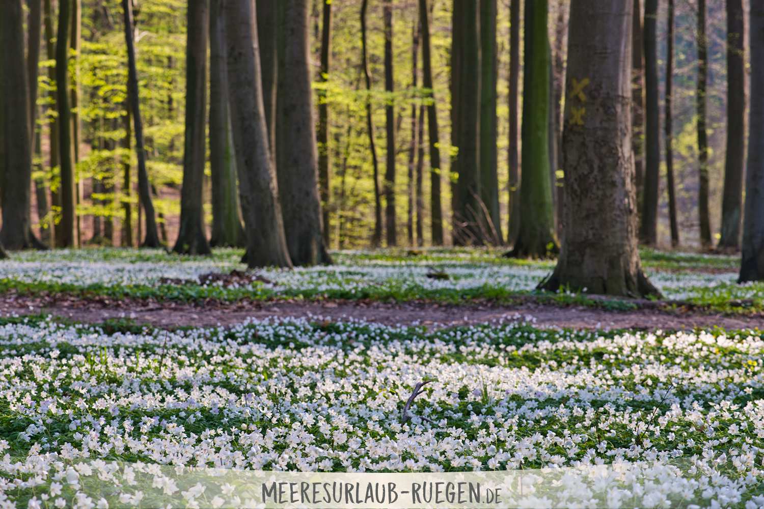 Spar-Tipp für Rügen - Der Anemonen-Teppich in den Wäldern