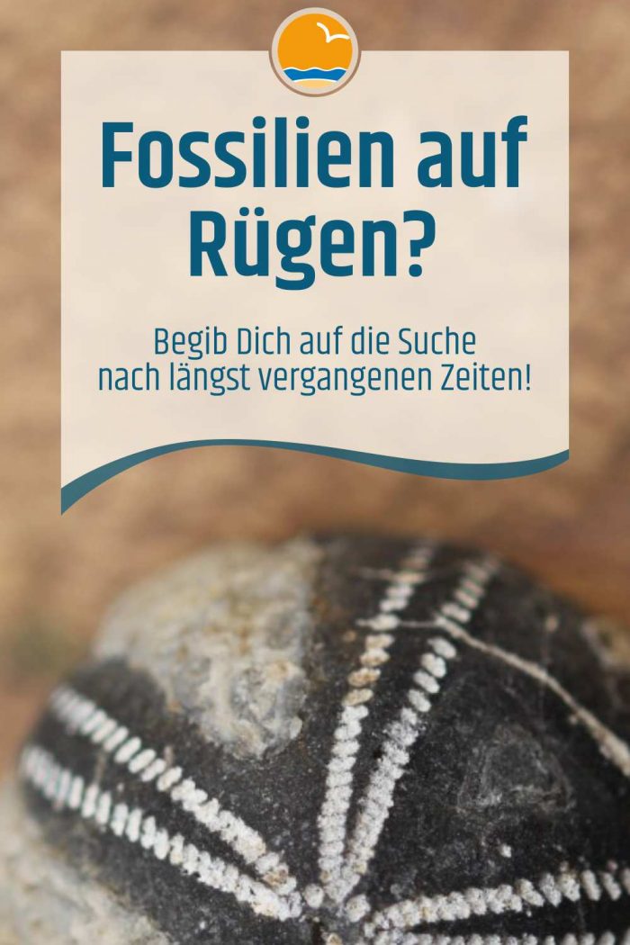 Fossilien auf Rügen?