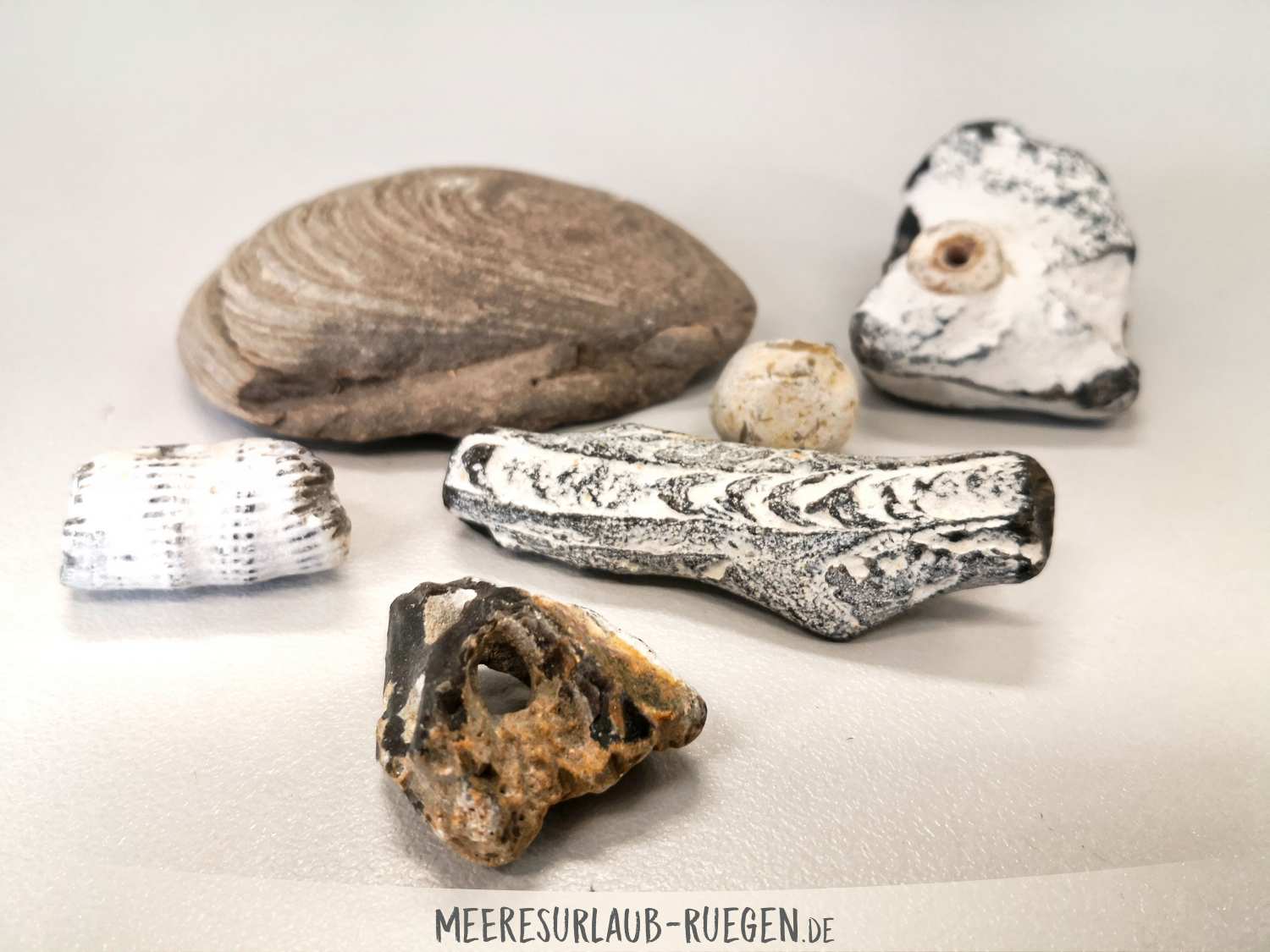 Viele Fossilien kannst Du auf Rügen finden
