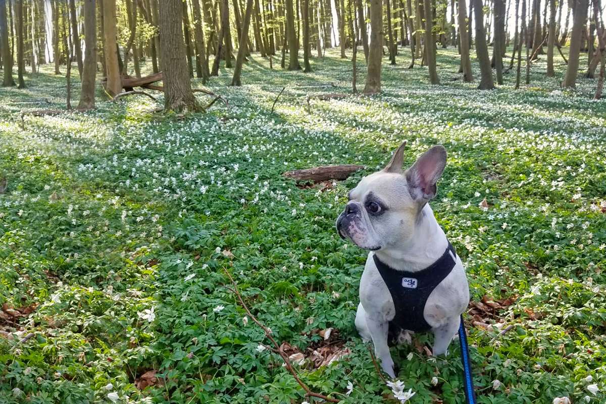 Ostseeurlaub mit Hund auf Rügen - vom Hund für den Hund im Wald