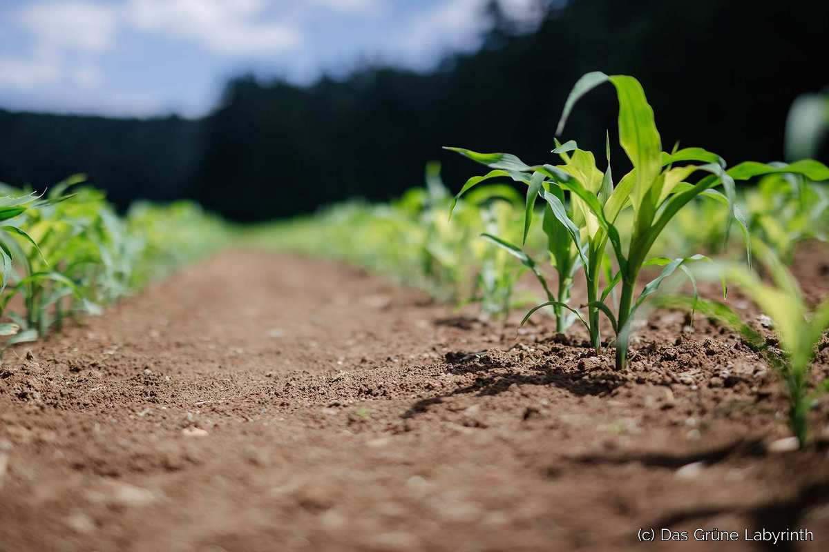 Rein ins Abenteuer - das Maislabyrinth erwartet dich