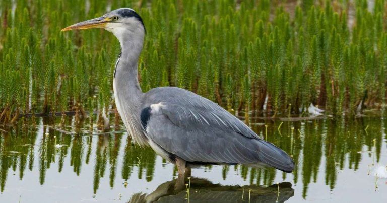 ein Graureiher im Schilf