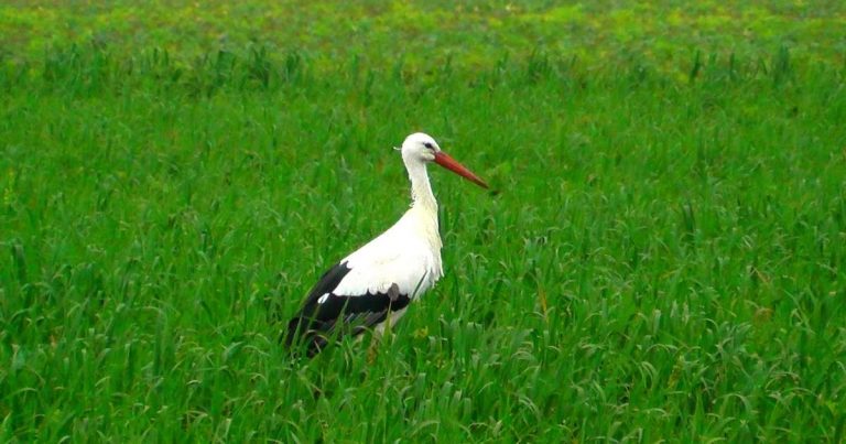 Den Weißstorch sieht man oft auf Rügen