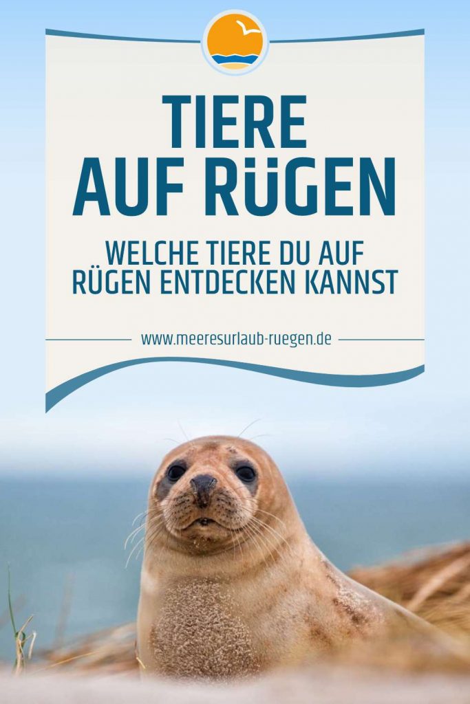 Tiere auf Rügen - Was du für Tiere auf Rügen entdecken kannst