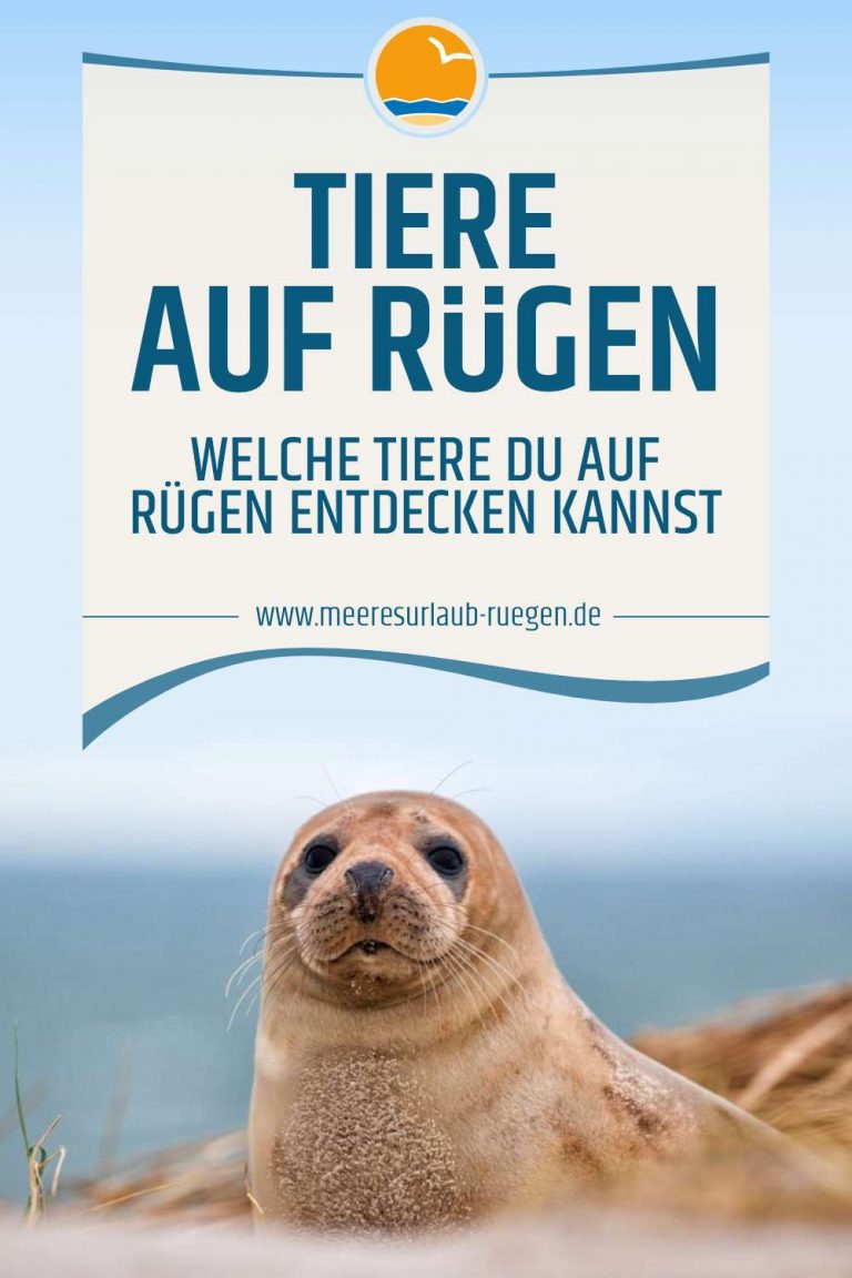 Tiere auf Rügen - Was du für Tiere auf Rügen entdecken kannst
