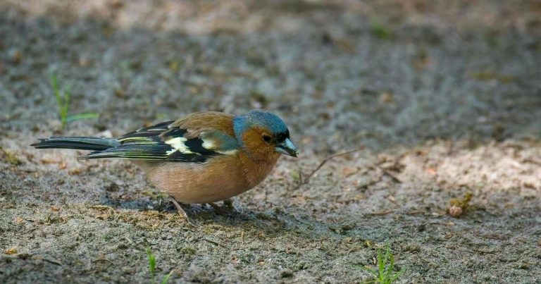 Buchfink im Nationalpark