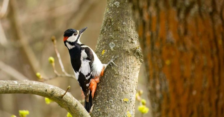 Buntspecht auf der Futtersuche