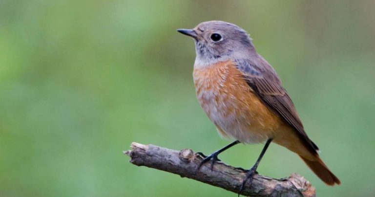 Der Gartenrotschwanz