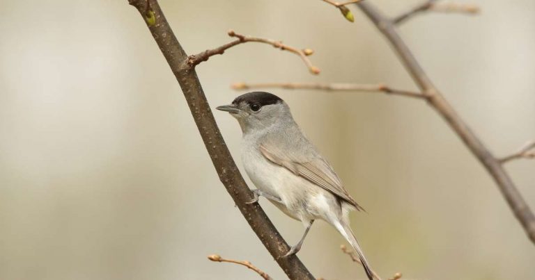 Eine Mönchsgrasmücke