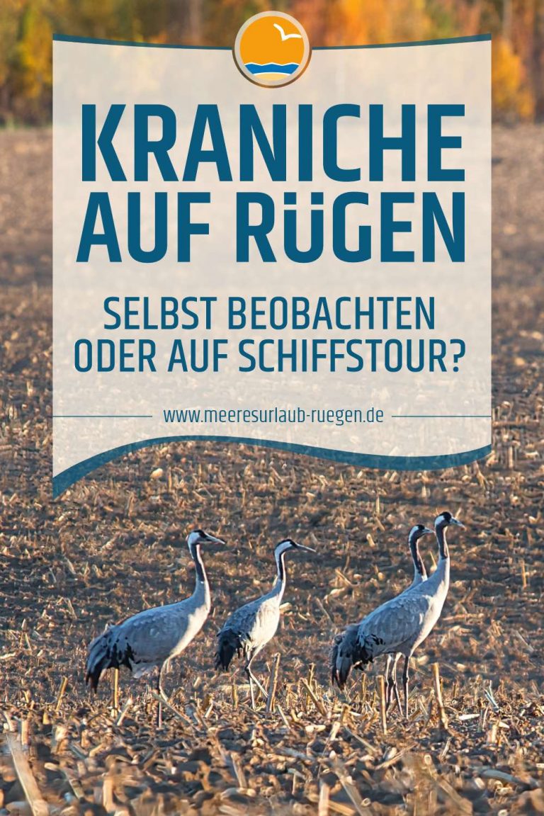 Kraniche auf Rügen beobachten - privat oder per Schiffstour?