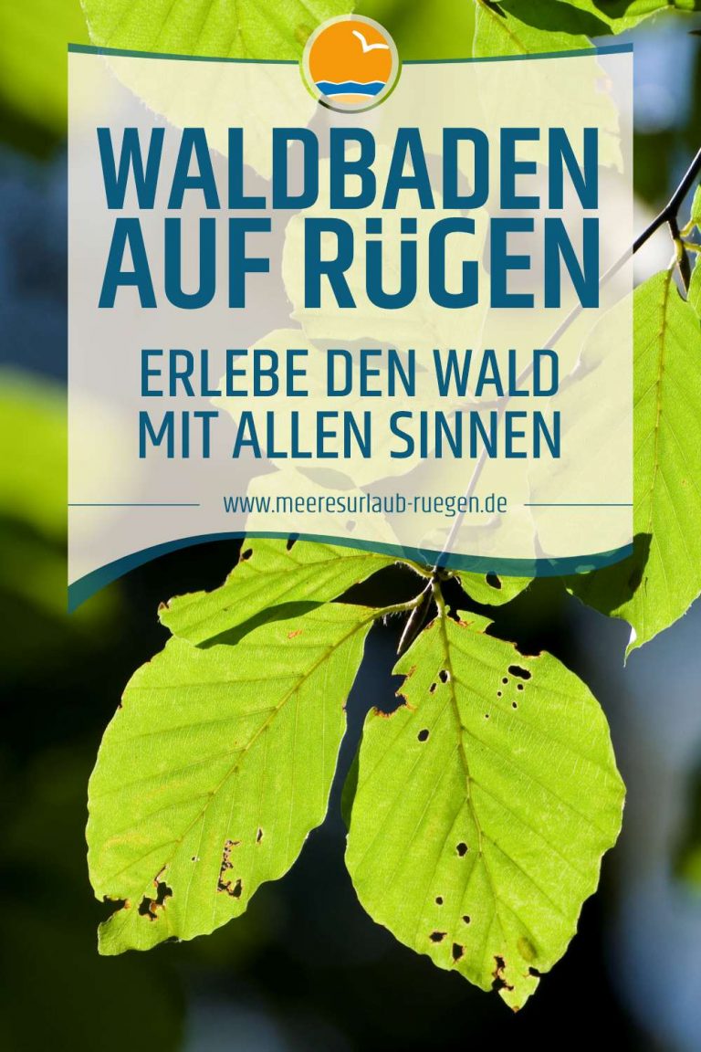Waldbaden auf Rügen - Den Nationalpark Jasmund mit allen Sinnen genießen