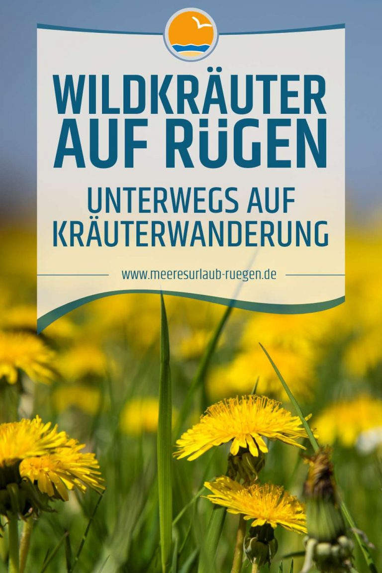 wildkräuter Rügen - unterwegs auf Kräuterwanderung